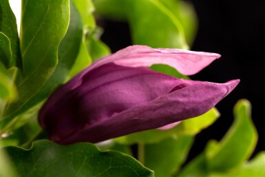 Magnolia 'Susan' halbstamm 120cm Stamm