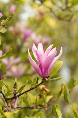 Magnolia 'Susan' halbstamm 120cm Stamm