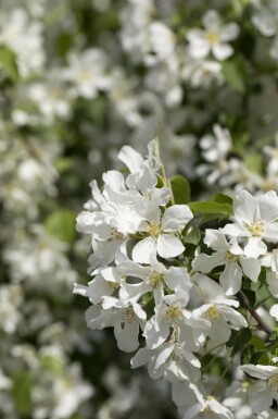 Malus baccata 'Street Parade'