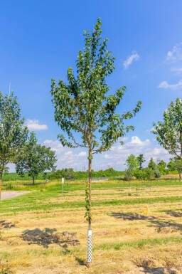 Malus baccata 'Street Parade' hochstamm