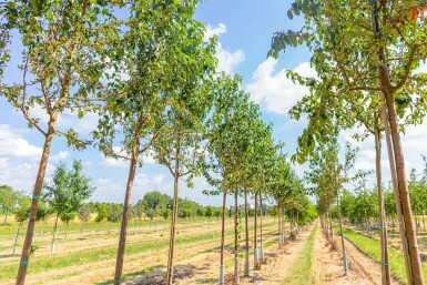 Malus baccata 'Street Parade' hochstamm