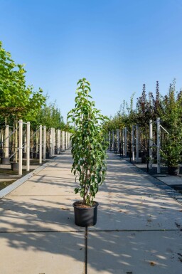 Malus baccata 'Street Parade' mehrstämmig 300-350