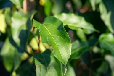 Malus baccata 'Street Parade' mehrstämmig