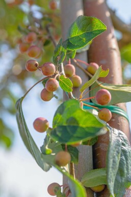 Malus baccata 'Street Parade' mehrstämmig 300-350