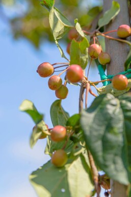 Malus baccata 'Street Parade' mehrstämmig 300-350