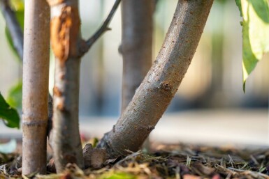 Malus baccata 'Street Parade' mehrstämmig 300-350