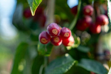 Malus baccata 'Street Parade' mehrstämmig 300-350