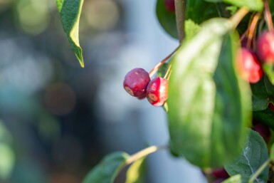 Malus baccata 'Street Parade' mehrstämmig 300-350