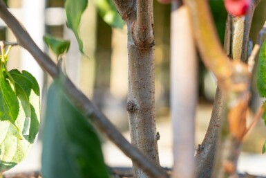 Malus baccata 'Street Parade' mehrstämmig 300-350