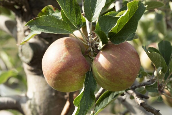 Malus domestica 'Elstar'