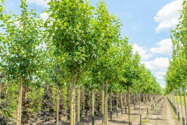 Malus domestica 'Elstar' hochstamm 10/12