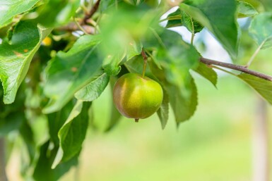 Malus domestica 'Elstar' hochstamm 10/12