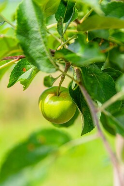 Malus domestica 'Elstar' hochstamm 10/12