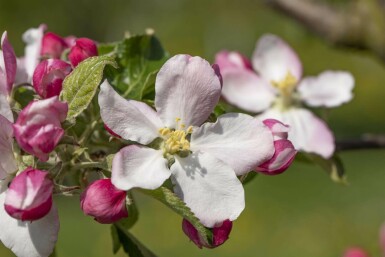 Malus domestica 'Elstar' hochstamm 10/12