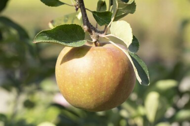 Malus domestica 'Elstar' hochstamm 10/12