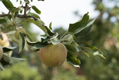 Malus domestica 'Elstar' hochstamm 10/12