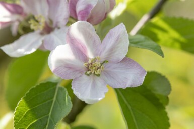 Malus domestica 'Elstar' hochstamm 10/12