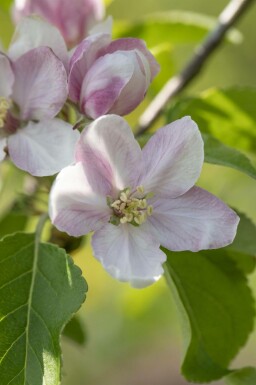 Malus domestica 'Elstar' hochstamm 10/12