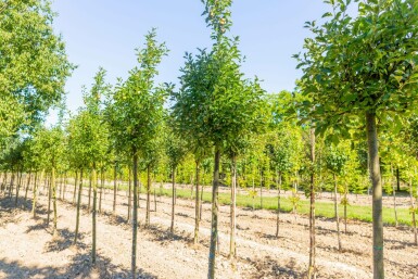 Malus domestica 'Golden Delicious' hochstamm