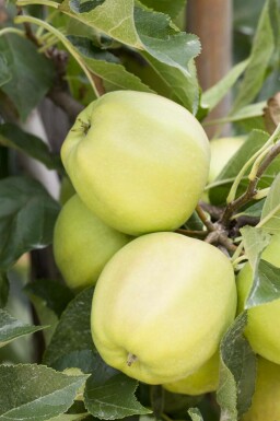 Malus domestica 'Golden Delicious' hochstamm 12/14