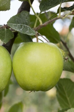 Malus domestica 'Golden Delicious' hochstamm 12/14