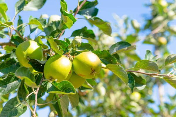 Malus domestica 'James Grieve'