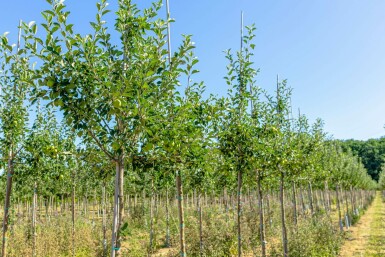 Malus domestica 'James Grieve' hochstamm 10/12