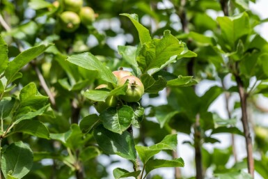 Malus domestica 'James Grieve' hochstamm 10/12