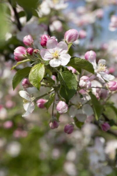 Malus domestica 'Jonagold'