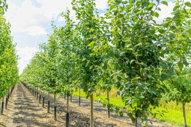 Malus domestica 'Jonagold' hochstamm