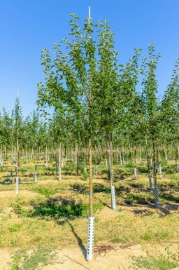 Malus domestica 'Roter Berlepsch' hochstamm