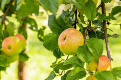 Malus domestica 'Roter Berlepsch' hochstamm 12/14