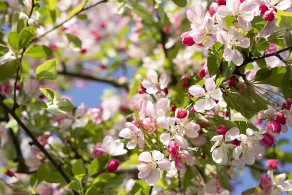 Malus floribunda