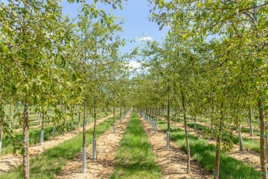 Malus floribunda hochstamm