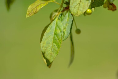 Malus floribunda hochstamm 10/12