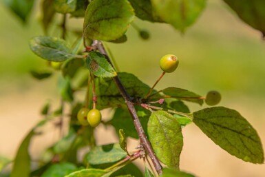 Malus floribunda hochstamm 10/12