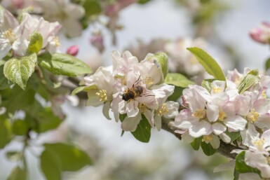 Malus floribunda hochstamm 10/12