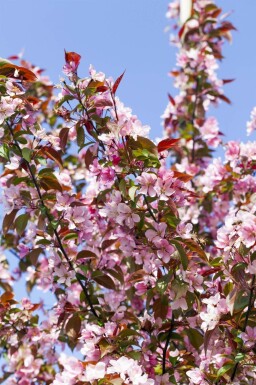 Malus floribunda hochstamm 10/12