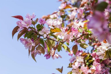 Malus floribunda hochstamm 10/12