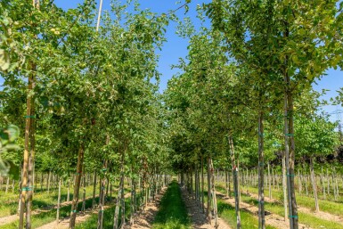 Malus sylvestris hochstamm