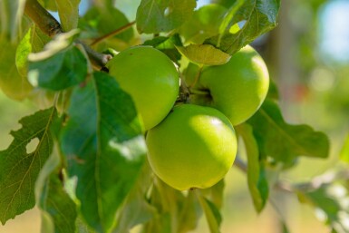 Malus sylvestris hochstamm 10/12