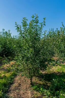 Malus sylvestris mehrstämmig