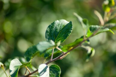 Malus sylvestris mehrstämmig