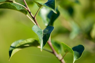 Malus sylvestris mehrstämmig 200-250