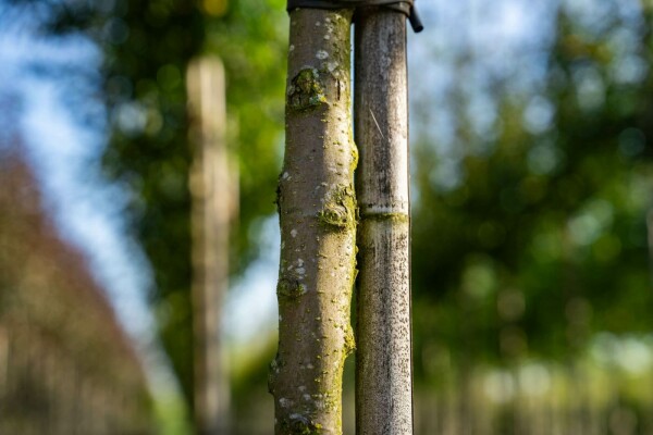 Malus toringo