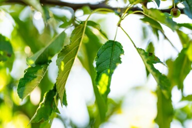 Malus toringo hochstamm