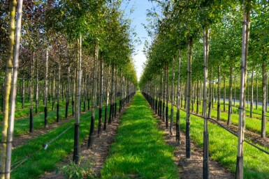 Malus toringo hochstamm 10/12