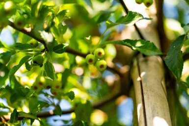 Malus toringo hochstamm 10/12