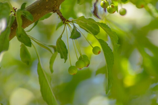 Malus toringo 'Brouwers Beauty'