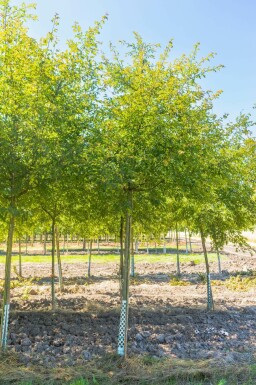 Malus toringo 'Brouwers Beauty' hochstamm